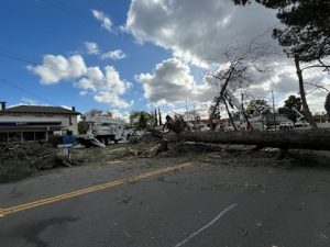 Wind Storm Brings Down Historic Trees