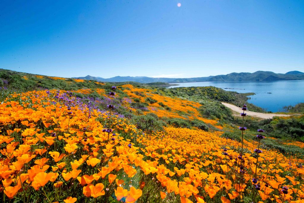 A super bloom of wildflowers is expected in Santa Clara County Parks this spring and summer after all those weeks of rain.