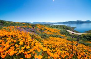 Super Bloom Expected Following Winter Storms