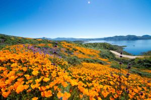 Super Bloom Expected Following Winter Storms