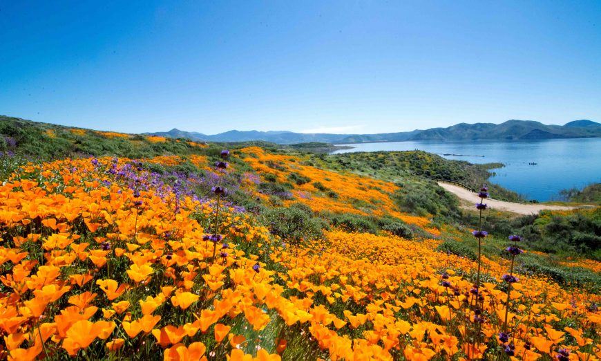 A super bloom of wildflowers is expected in Santa Clara County Parks this spring and summer after all those weeks of rain.