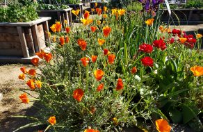 Celebrating Spring in the Eddie Souza Community Garden