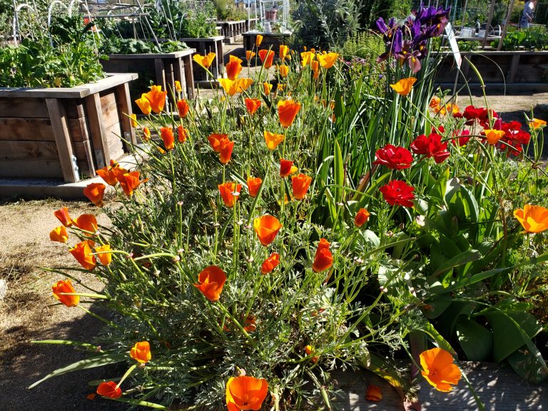 Celebrating Spring in the Eddie Souza Community Garden
