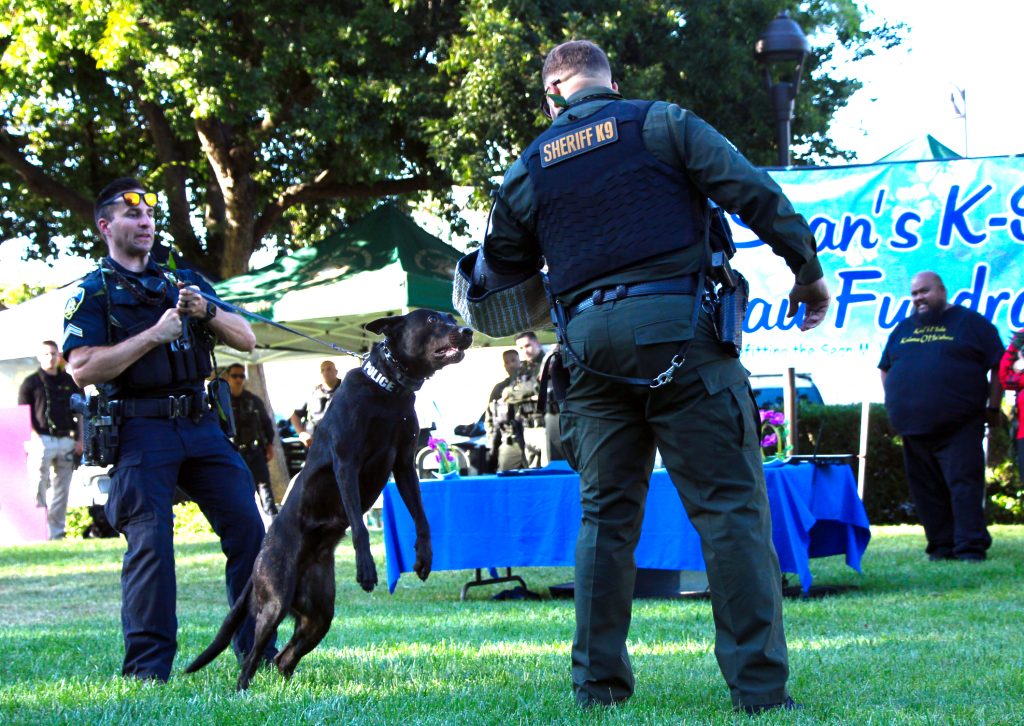 K9 officers from the SCPD, County Sheriff's Office and Campbell showed off their skills at the annual Sean's K9s fundraising luau.
