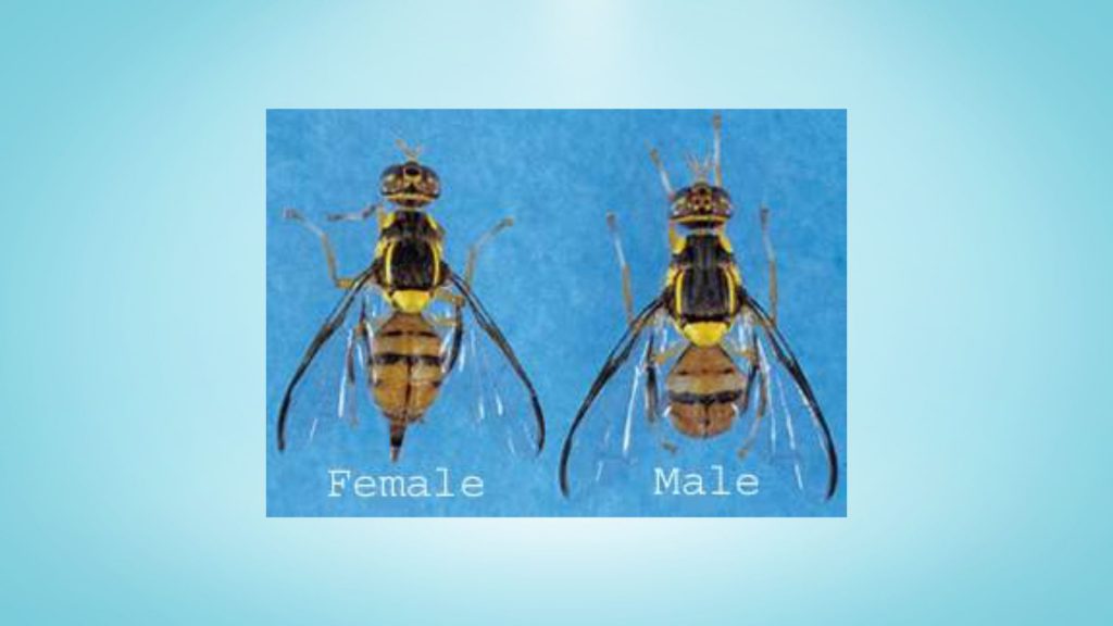 California's Department of Food and Agriculture will treat parts of Santa Clara, Sunnyvale, San Jose and Cupertino after the oriental fruit fly was found.
