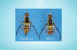 Oriental Fruit Fly Found in Santa Clara, Sunnyvale on Aug. 26
