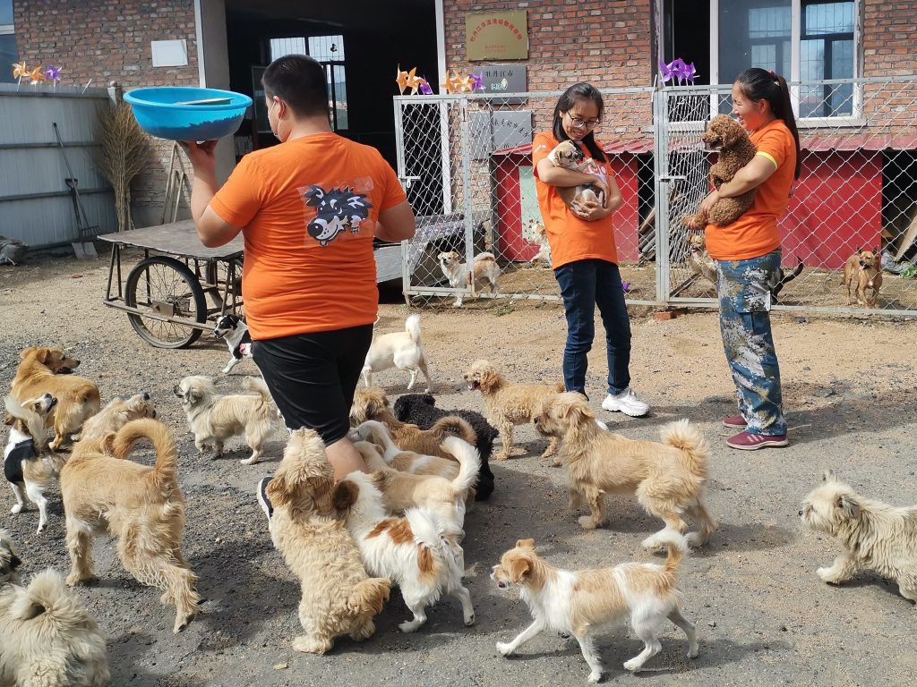 The Duo Duo Project received Sunnyvale's Mayor's Award of Excellence for its efforts to rescue dogs from the dog meat trade in China.
