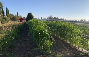 School District Farm Focuses on Nutritious Farm-to-Cafeteria Produce as School Year Gets Underway