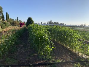 School District Farm Focuses on Nutritious Farm-to-Cafeteria Produce as School Year Gets Underway