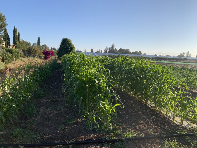 School District Farm Focuses on Nutritious Farm-to-Cafeteria Produce as School Year Gets Underway
