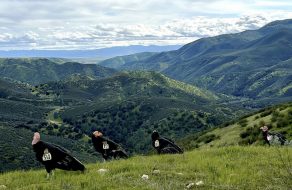 California Condors Fly Around Mt. Diablo, Down to Livermore