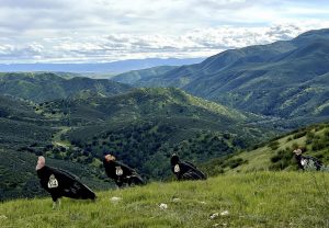 California Condors Fly Around Mt. Diablo, Down to Livermore