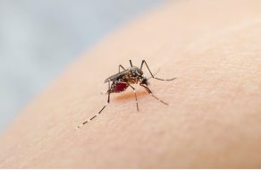 Non-Native Mosquitoes Detected in Santa Clara