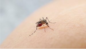 Non-Native Mosquitoes Detected in Santa Clara