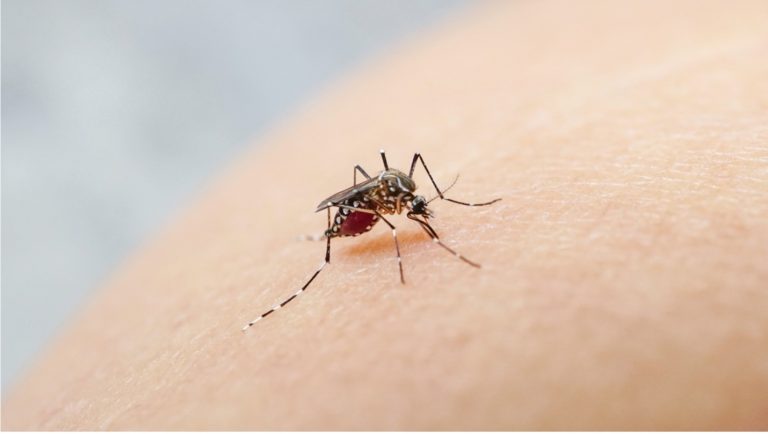 Non-Native Mosquitoes Detected in Santa Clara