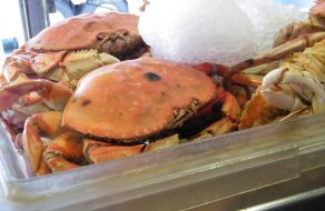 Dungeness Crab and Banana Slug Become New State Symbols