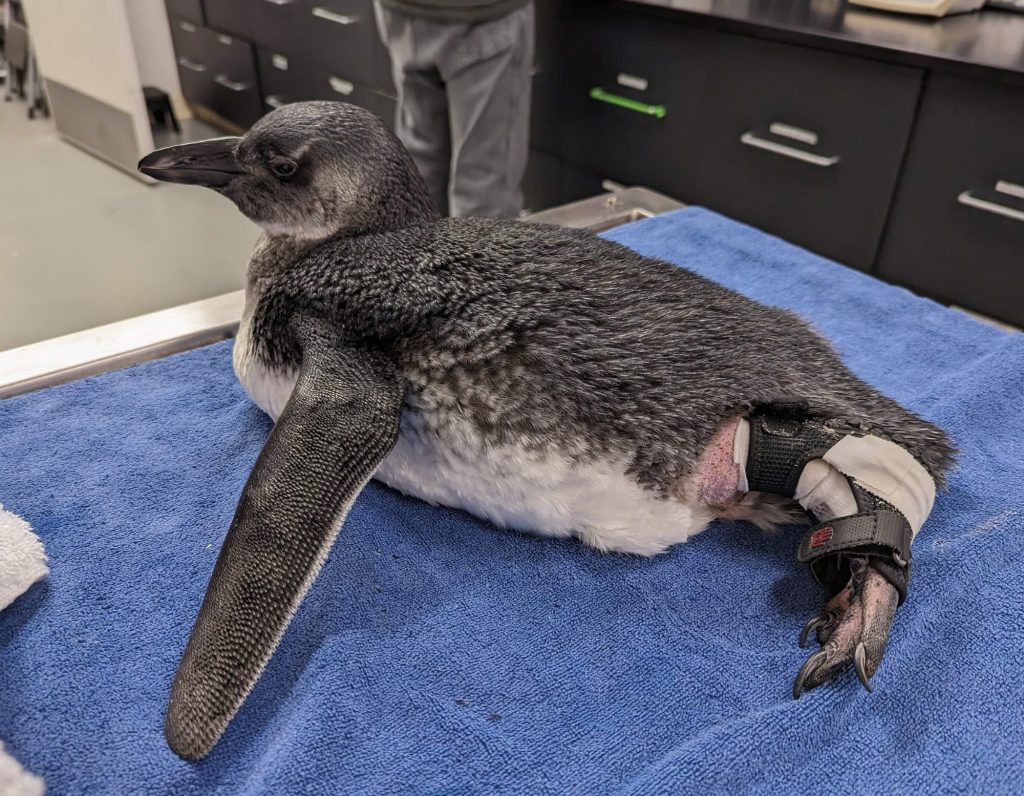 Veterinarians at the California Academy of Sciences completed its first of its kind surgery on a slipped ankle tendon on a baby penguin.