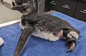 Academy of Sciences Penguin Gets First of its Kind Surgery