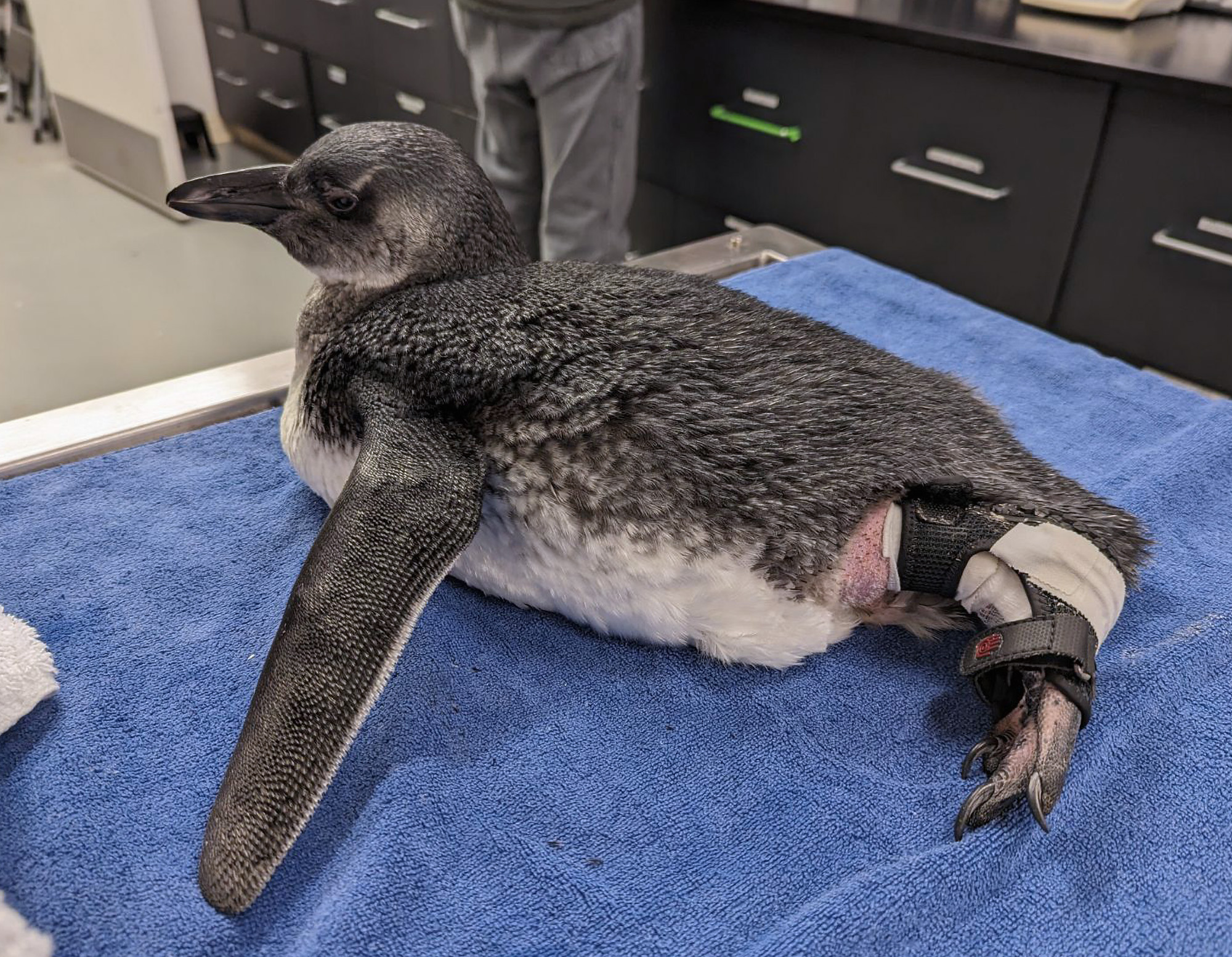 Veterinarians at the California Academy of Sciences completed its first of its kind surgery on a slipped ankle tendon on a baby penguin.