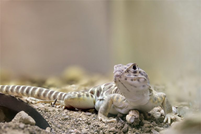 Save Mt. Diablo Group Helping the Valley Dragon Escape Extinction