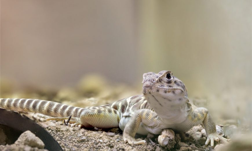 The Save Mt. Diablo group is working with the Fresno Chaffee Zoo to help save the endangered blunt-nosed leopard lizards and repopulate the area.