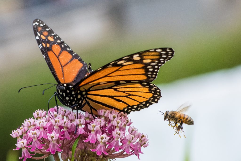 The U.S. department of Fish and Wildlife has recommended that the monarch butterfly be placed on the endangered species list.