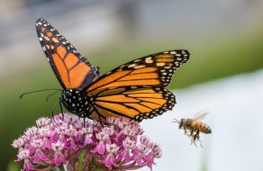 Pacific Grove Monarch Count Below 250 as Threatened Status Proposed