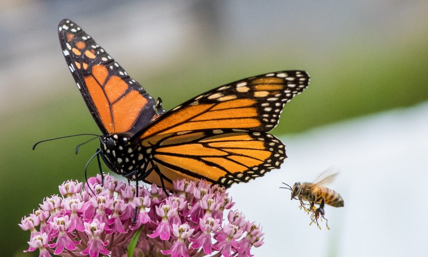 The U.S. department of Fish and Wildlife has recommended that the monarch butterfly be placed on the endangered species list.