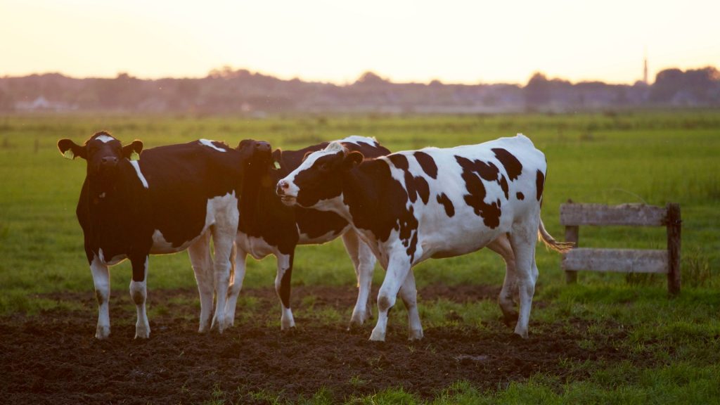 Gov. Gavin Newsom has declared a state of emergency to help speed up the state's response to recent bird flu detected in cattle.