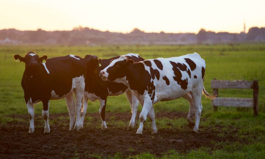 Gov. Gavin Newsom has declared a state of emergency to help speed up the state's response to recent bird flu detected in cattle.