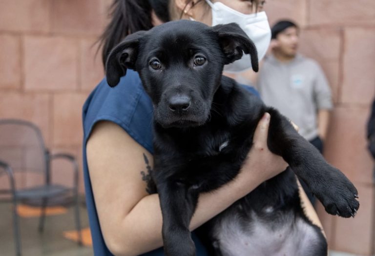Humane Society Waives Adoption Fees After Fire
