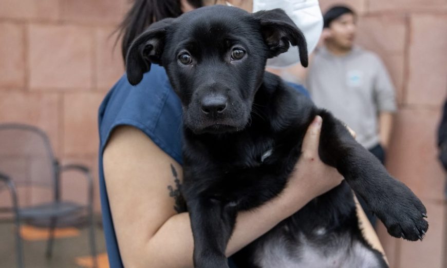 The Humane Society of Silicon Valley is waiving adoption fees as it tries to renovate the building after a fire in mid-December.