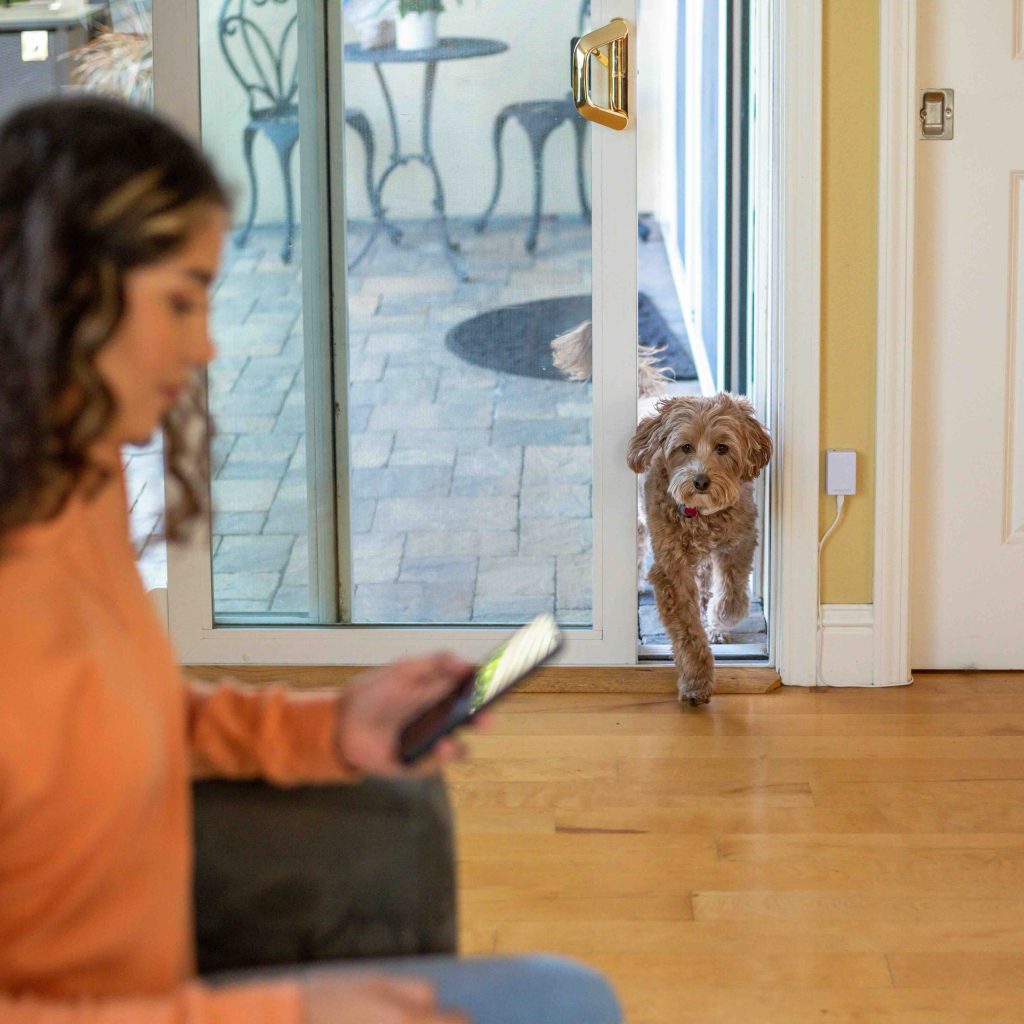 Cupertino-based small business Wayzn offers pet owners a safe way to let their dogs out of the house even when they're not at home.