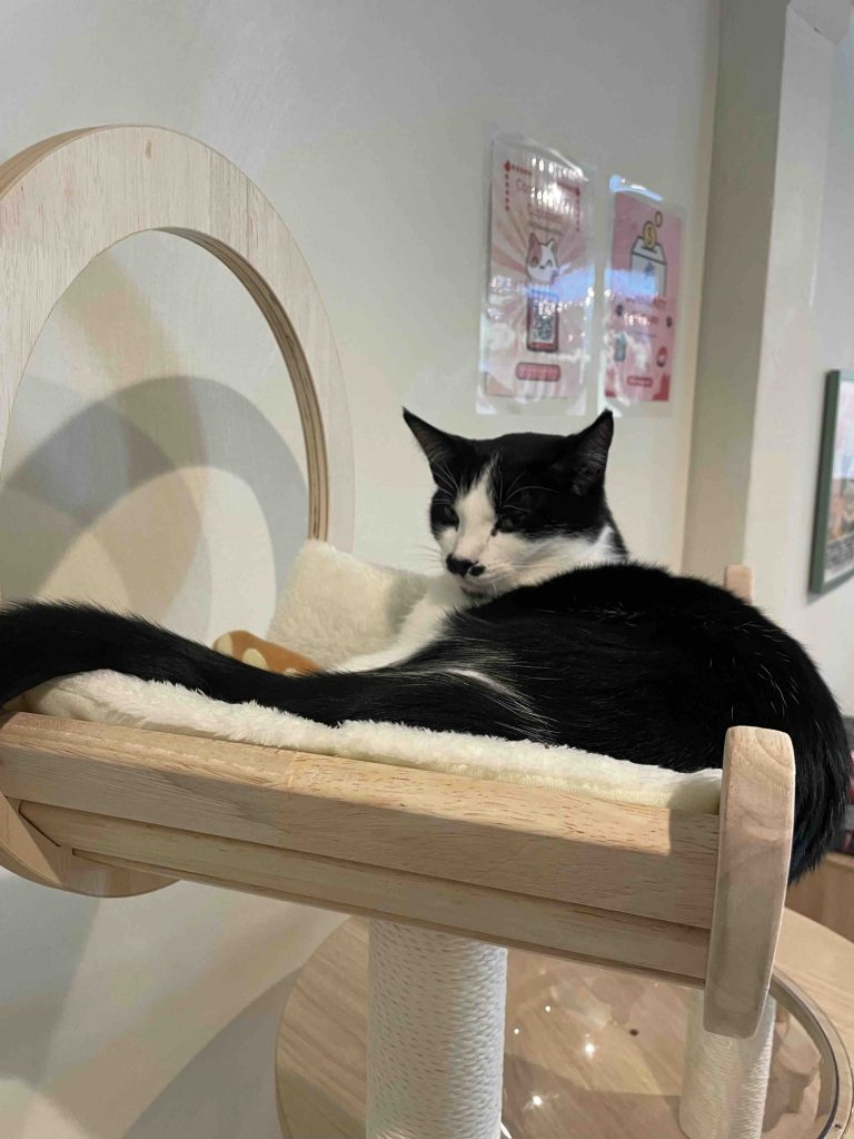 Sisters-in-law Ailee Kim and Christine Hedeen opened Nabi Cat Cafe on The Alameda near Santa Clara University in late March.