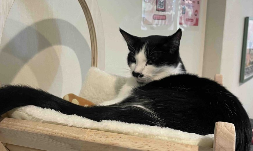 Sisters-in-law Ailee Kim and Christine Hedeen opened Nabi Cat Cafe on The Alameda near Santa Clara University in late March.