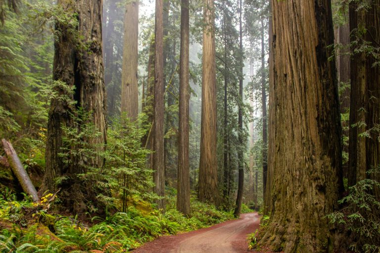 CalMatters: These Four Million Acres of California Forest Could Lose Protection Here’s What Trump’s “Roadless Rule” Repeal Could Do