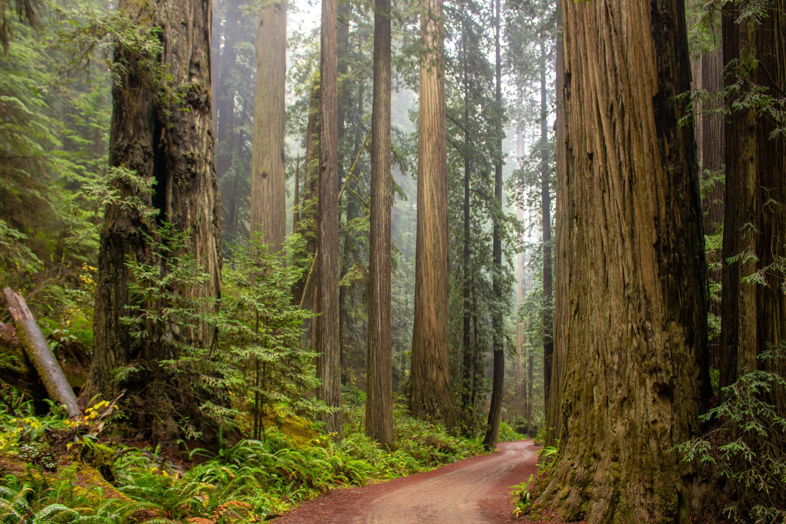 CalMatters looks at the potential consequences of the Trump Administration's "roadless rule" repeal on California forests.