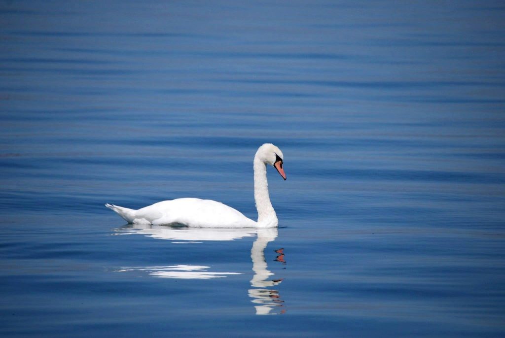 CalMatters reports that swans have become an invasive species in parts of California potentially leading to environmental damage.