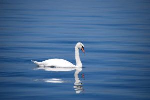 CalMatters: California’s Newest Invaders are Beautiful Swans, Should Hunters Kill Them?