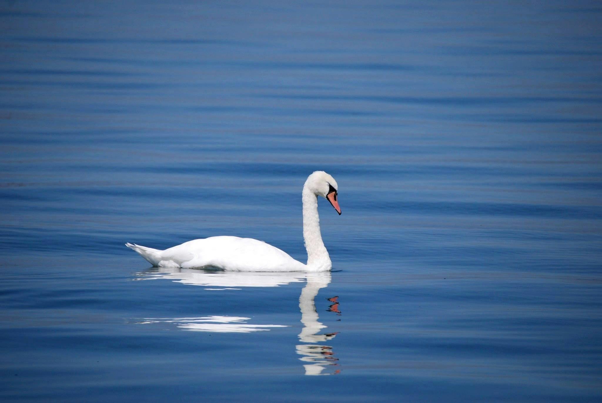 CalMatters reports that swans have become an invasive species in parts of California potentially leading to environmental damage.