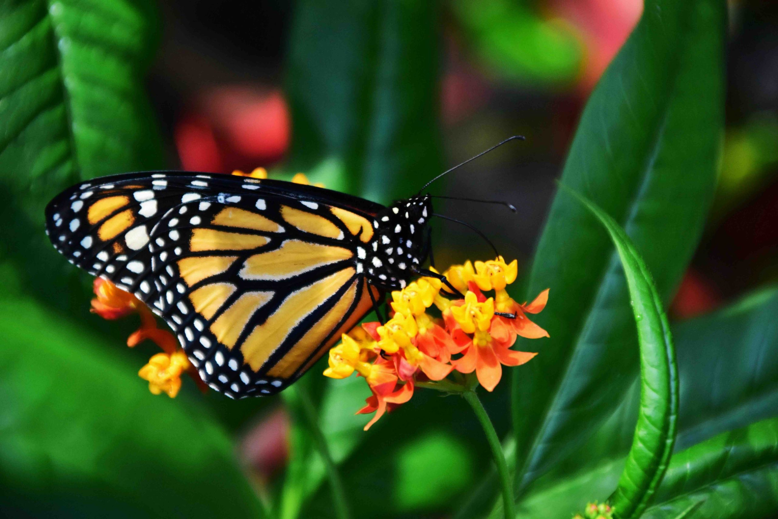 The California State Parks Foundation is asking Californians to help track sightings of monarch butterflies to save the insect population.
