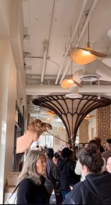 Arwa Yemeni Cafe: Camels Come to Sunnyvale