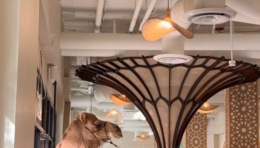 Arwa Yemeni Cafe: Camels Come to Sunnyvale