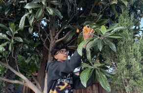 Santa Clara Teen Turns Loquats into NICU Support