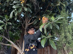 Santa Clara Teen Turns Loquats into NICU Support