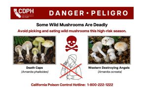 Health officials say more than 50 people have fallen ill, some even dying, after poisoning from eating wild mushrooms.