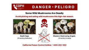 Mushroom Poisonings Surge to Worst in 10 Years, Risks “Extremely High”