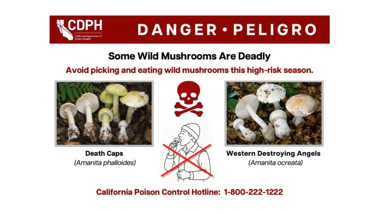 Mushroom Poisonings Surge to Worst in 10 Years, Risks “Extremely High”