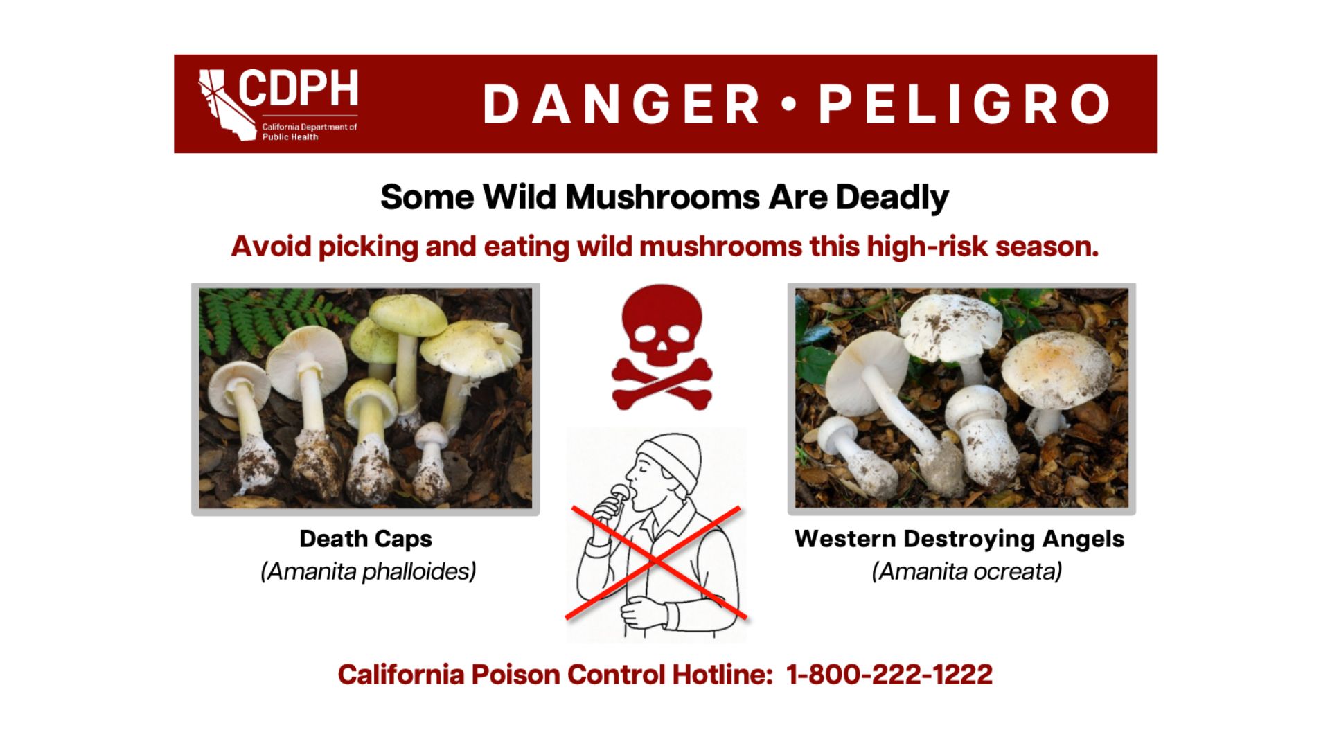 Health officials say more than 50 people have fallen ill, some even dying, after poisoning from eating wild mushrooms.