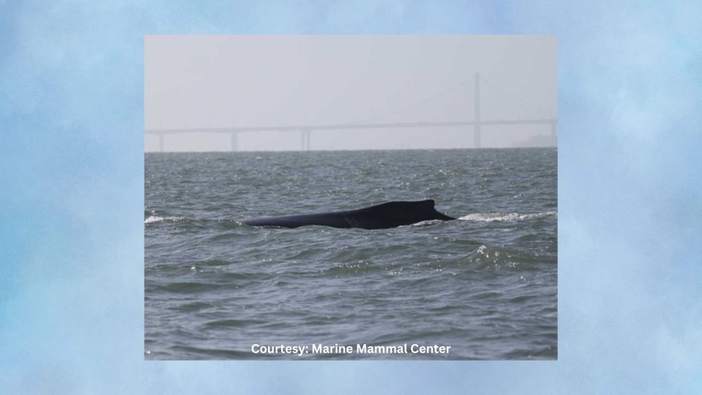 The Marine Mammal Center is tracking a humpback whale it spotted traveling in the Sacramento-San Joaquin Delta last week.